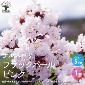 サルスベリ ライトピンク【庭木 5号ポット／1個売り】|植木・花木