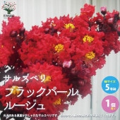 サルスベリ ブラックパール ルージュ【庭木 5号ポット／1個売り】|植木・花木