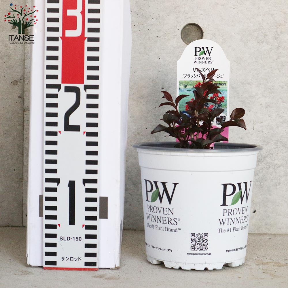 PW サルスベリ 百日紅 ブラックパール ルージュ レッド*深紅 園芸