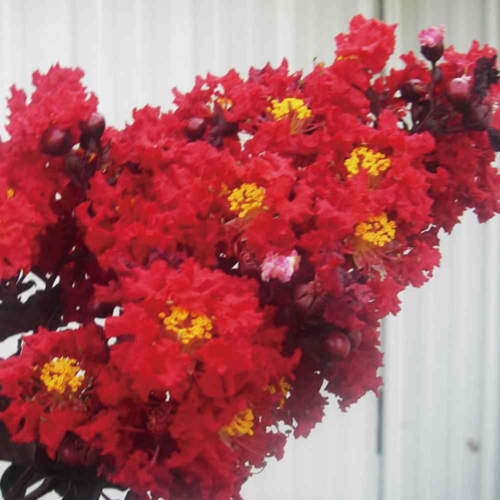 サルスベリ ブラックパール ルージュ【庭木 5号ポット／1個売り】