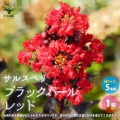 サルスベリ ブラックパール レッド【庭木 5号ポット／1個売り】|植木・花木