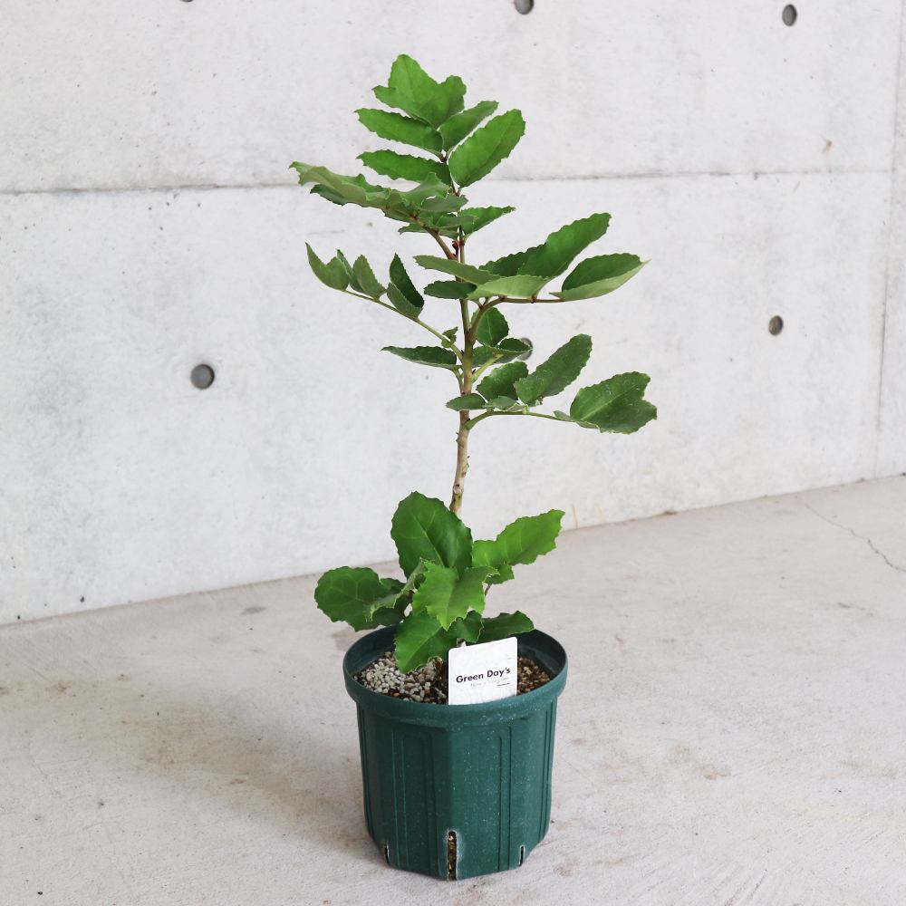 チリヘーゼルナッツの苗 【果樹の苗木 6号／1個売り】