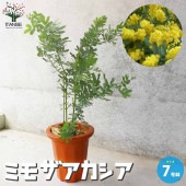 ミモザアカシア 【庭木 7号鉢大苗／1個売り】|植木・花木