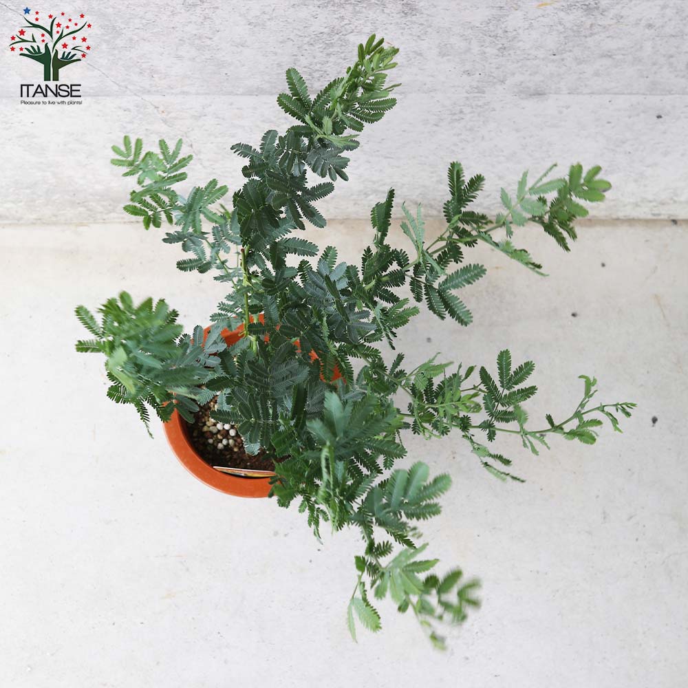 ミモザアカシア　/ 561 ミモザアカシア 【庭木 7号鉢大苗／1個売り】｜ 【植物の