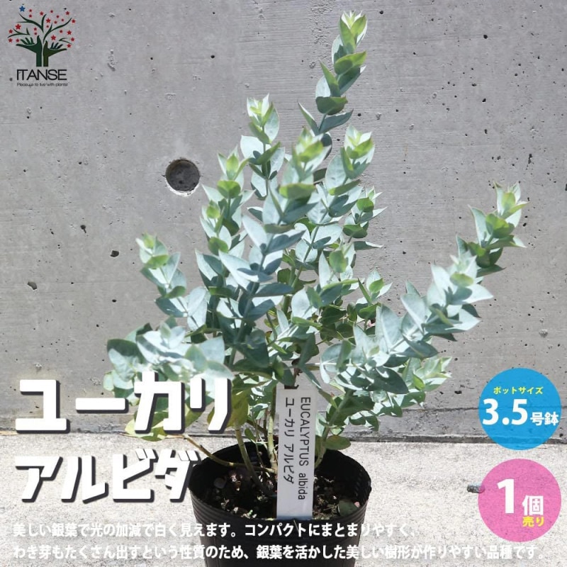 高さ約95㎝枝分かれタイプのプルメリア8号鉢・ジャングルジャック・ミニホワイト 生花/即納】プルメリア ジャングルジャックス ミニホワイト6寸鉢