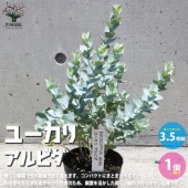 ユーカリ・アルビダ【庭木 3.5号ポット／1個売り】|植木・花木