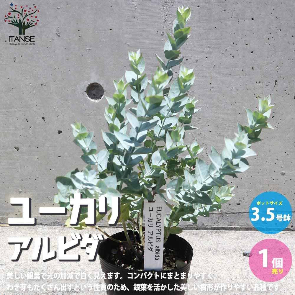 ユーカリ・アルビダ【庭木 3.5号ポット／1個売り】｜ 【植物の 