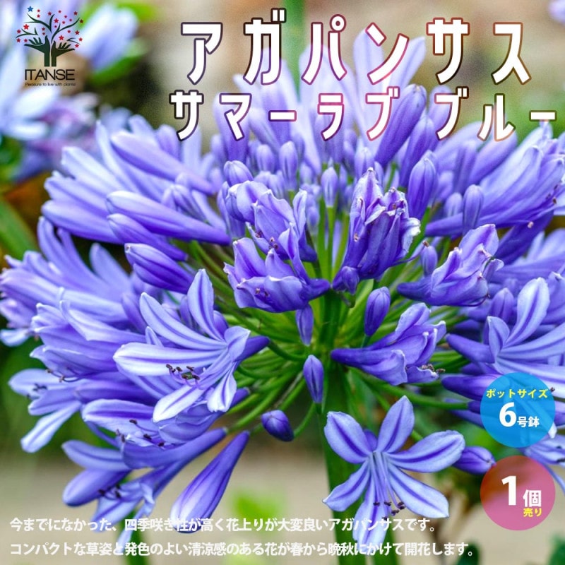 アガパンサス サマーラブ ブルー 球根植物【花苗 3.5号ポット