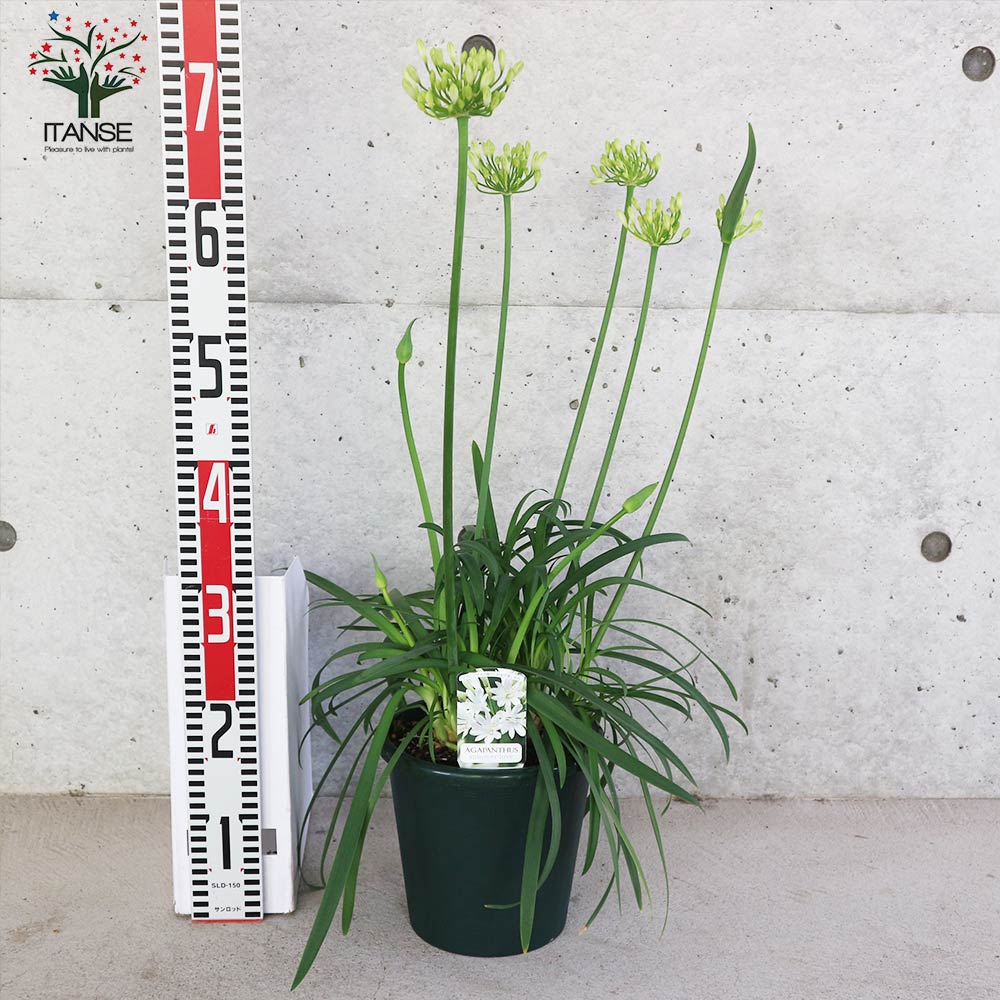 アガパンサス サマーラブ ホワイト【花苗 6号鉢 球根植物／1個売り