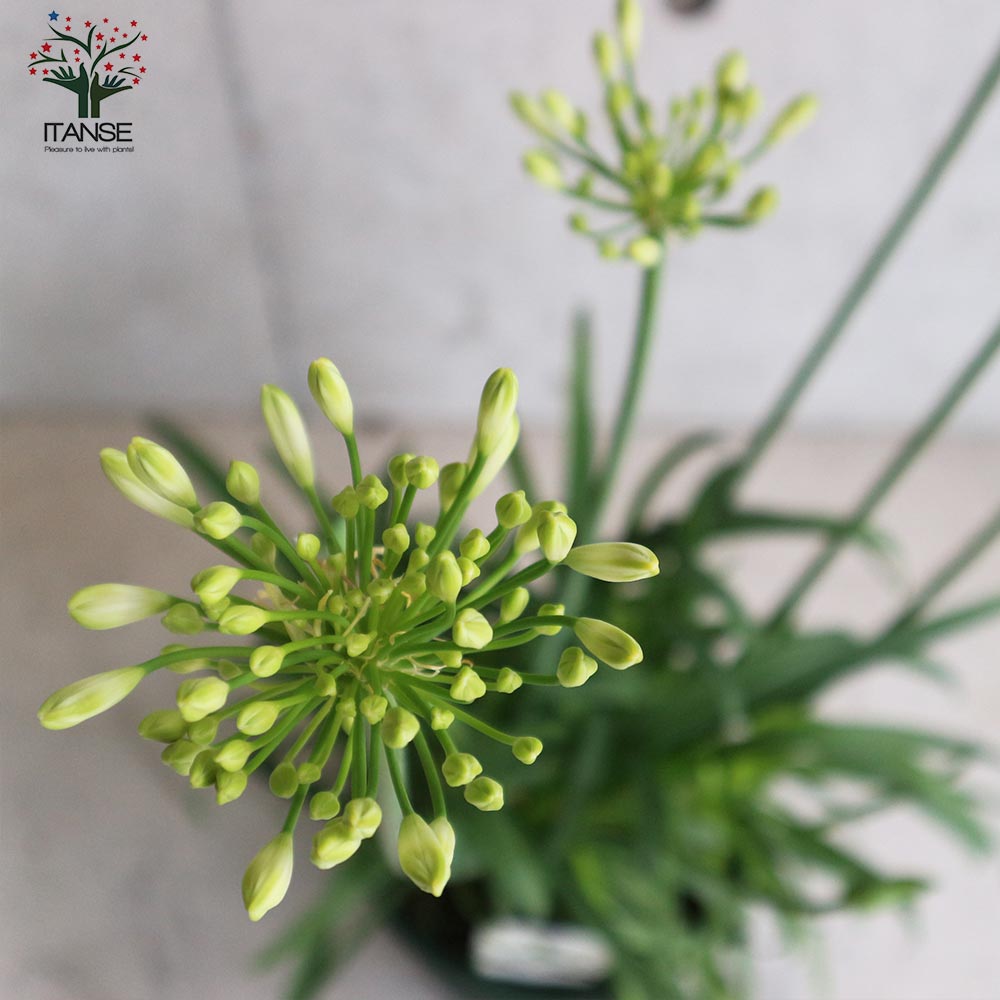 アガパンサス サマーラブ ホワイト【花苗 6号鉢 球根植物／1個売り