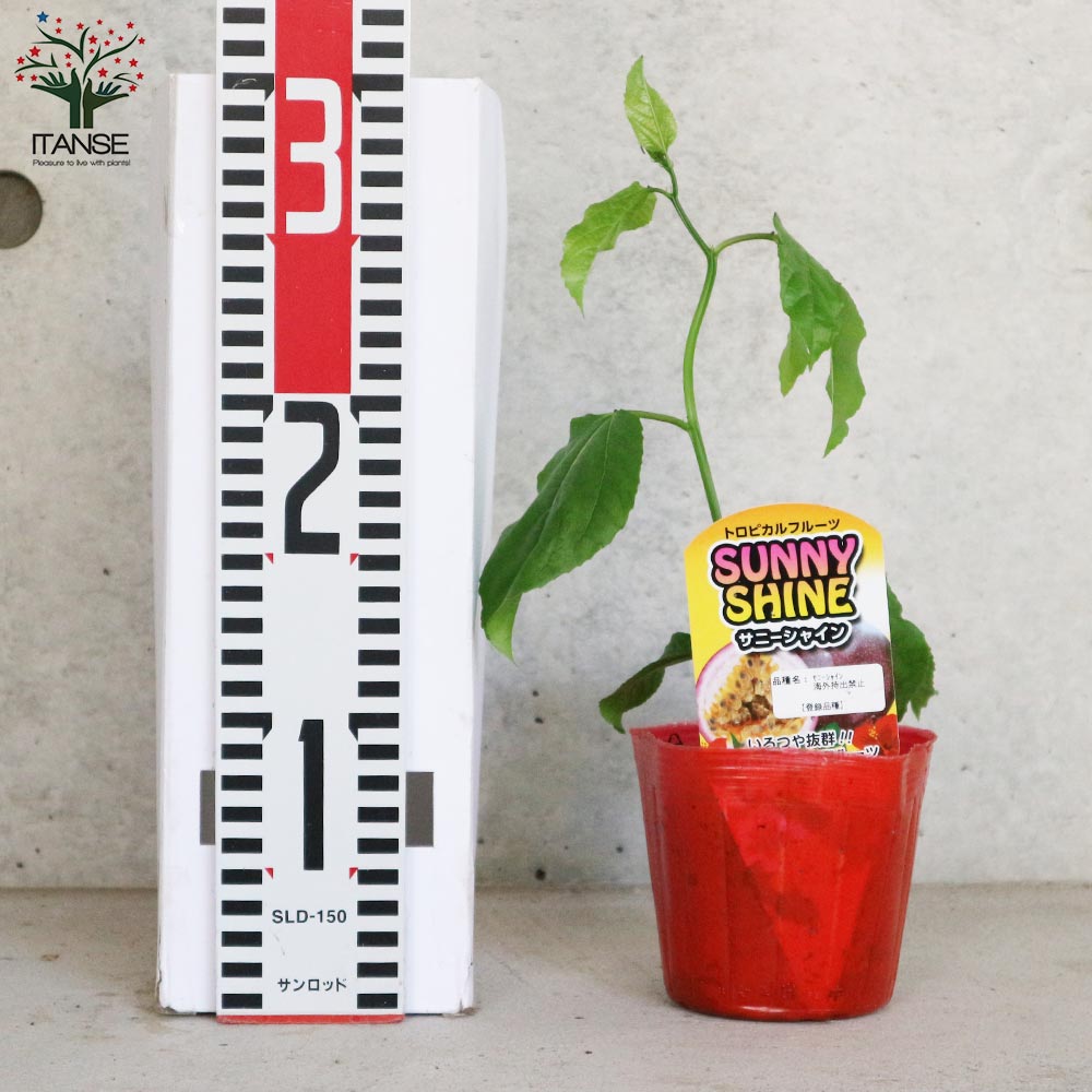 パッションフルーツの苗問い合わせ 000000057707-02-l.jpg?t=