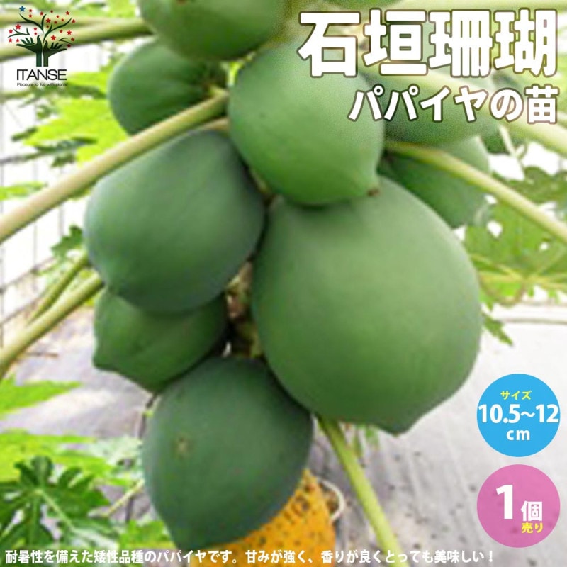 パパイヤの苗 ハワイオウロ 【果樹の苗 3.5号】｜ 【植物の