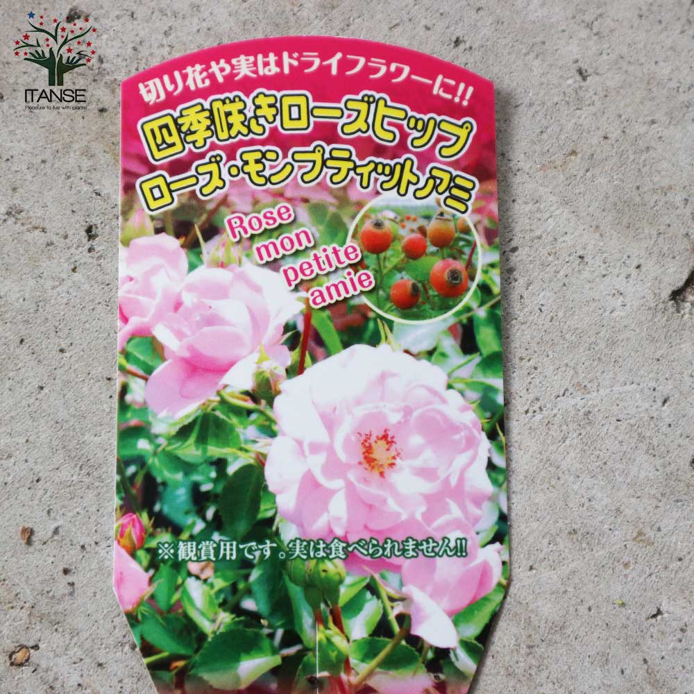 四季咲きローズヒップ モンプティットアミ【花苗 6号ポット バラ苗／1