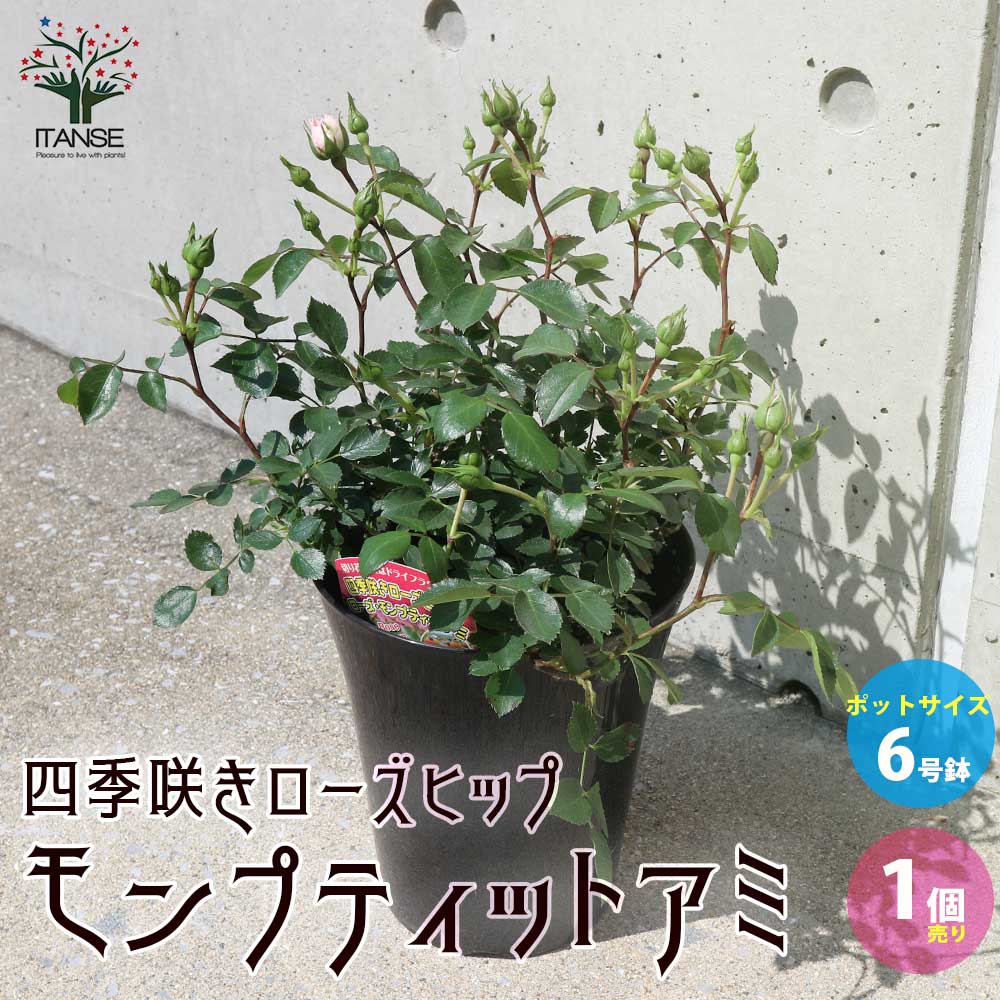 四季咲きローズヒップ モンプティットアミ【花苗 6号ポット バラ苗／1