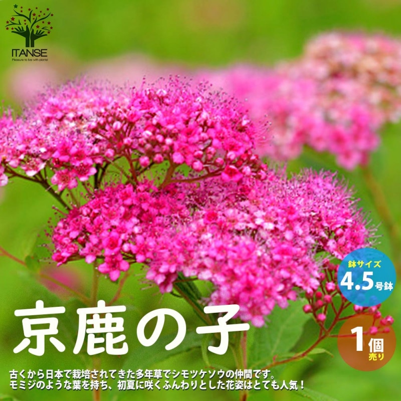 オリーブの苗木 品種：シプレッシーノ【果樹の苗木 4～5号ポット／1個
