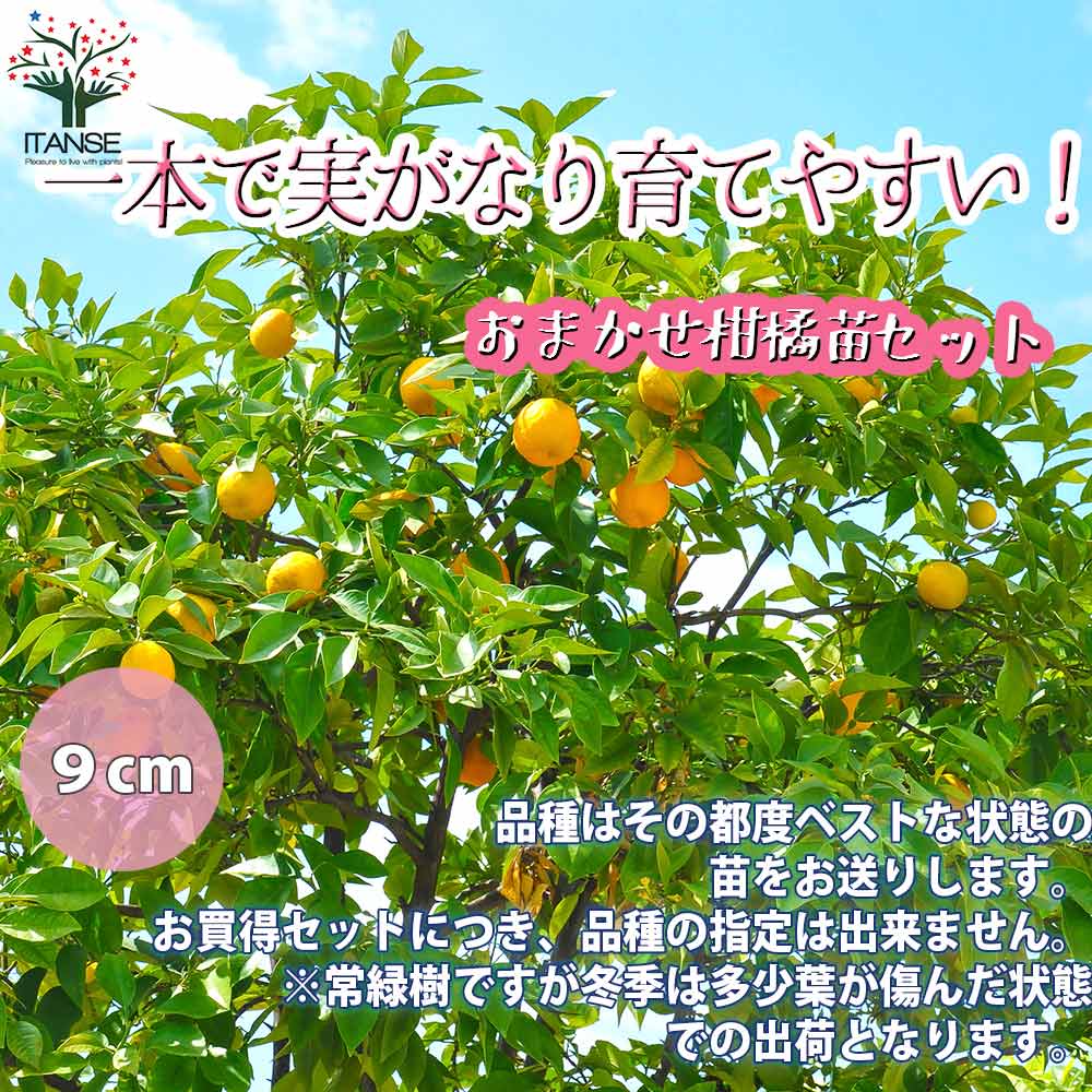 一本で実がなり育てやすい！柑橘おまかせセット 2品種各1個【果樹の苗 9cm／お買い得2個セット】