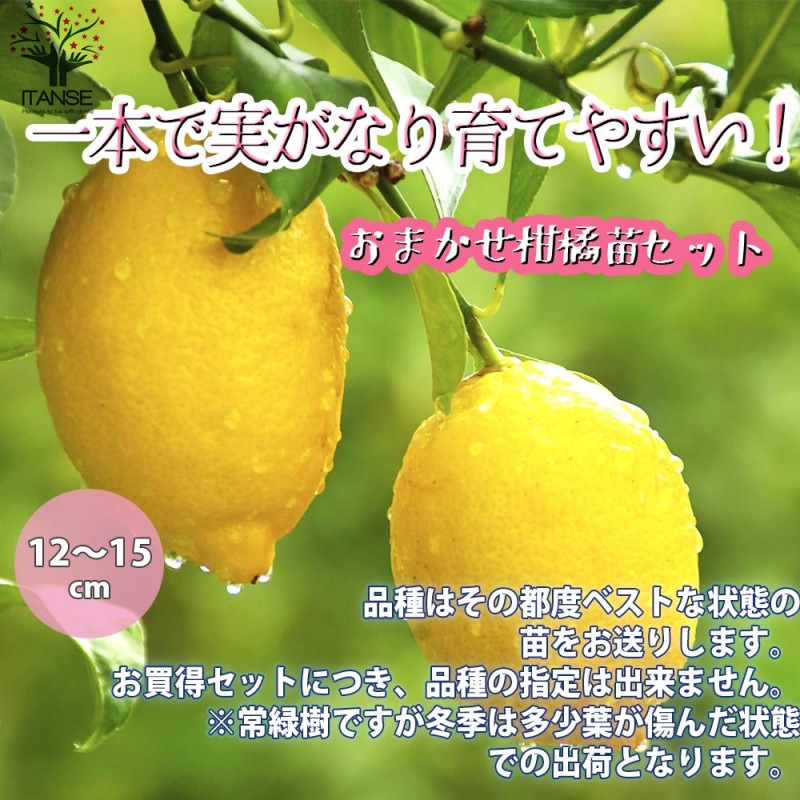 クレマチス リバティ 【花苗 4号／1個売り】｜ 【植物のITANSE