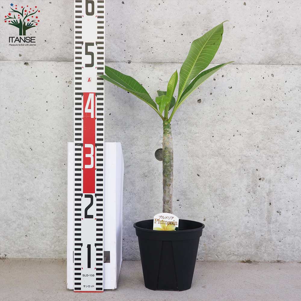 プルメリア イエロー【庭木 5号鉢 熱帯花木苗／1個売り】｜ 【植物の