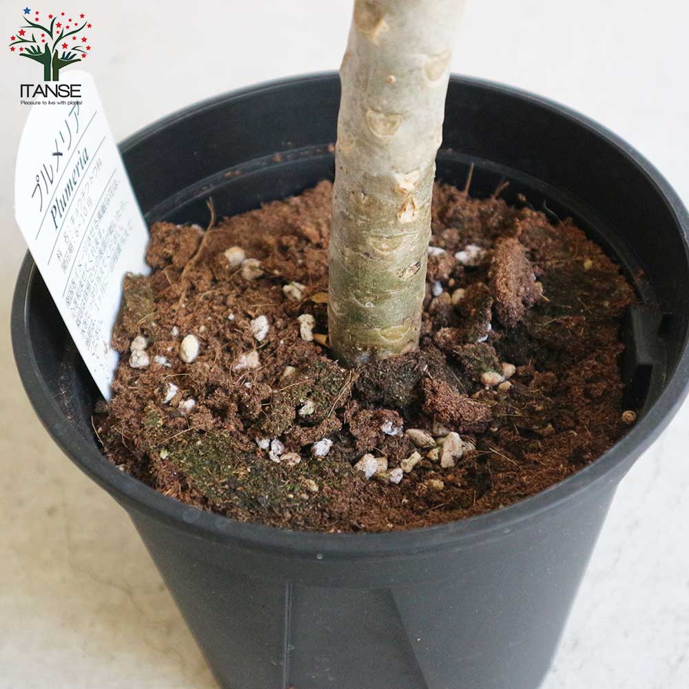 HIRO】プルメリアTeresa Wilder 挿し木（発根済み）5号鉢 HIRO