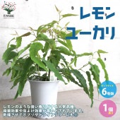 レモンユーカリ 【ハーブの苗 6号ポット大苗 植木／1個売り】|植木・花木