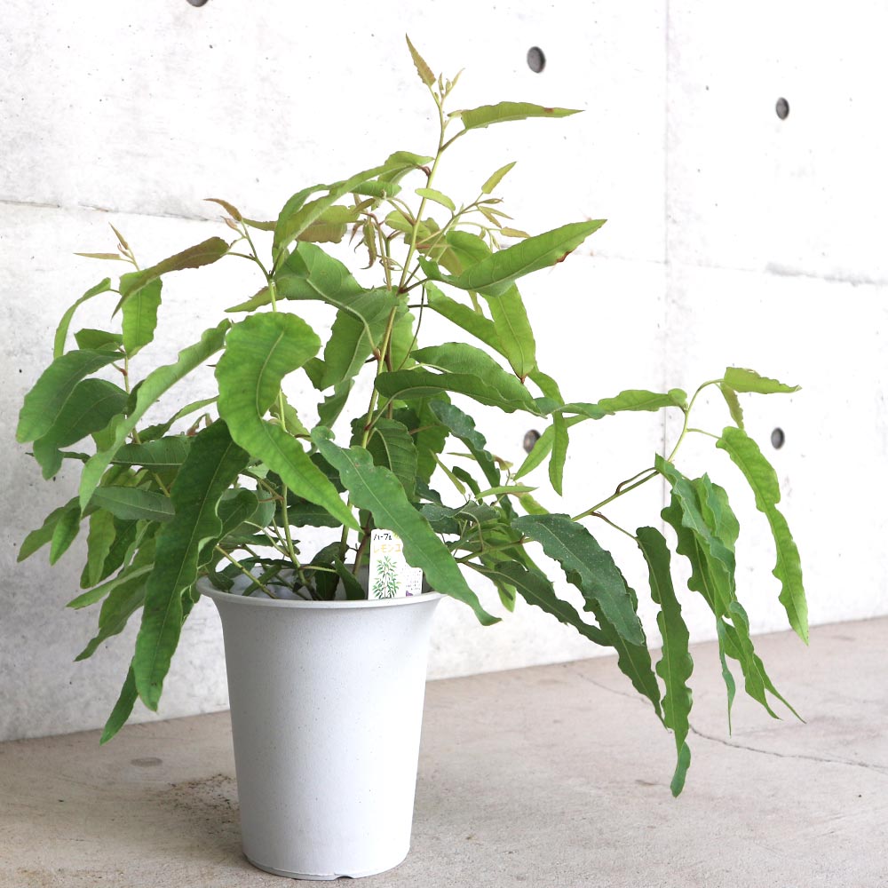 レモンユーカリ 【ハーブの苗 6号鉢 植木／1個売り】