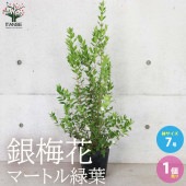 銀梅花 (銀香梅・マートル) 【庭木 7号ポット大苗／1個売り】|植木・花木
