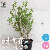 銀梅花 (銀香梅・マートル) 【庭木 5号ポット苗／1個売り】|植木・花木