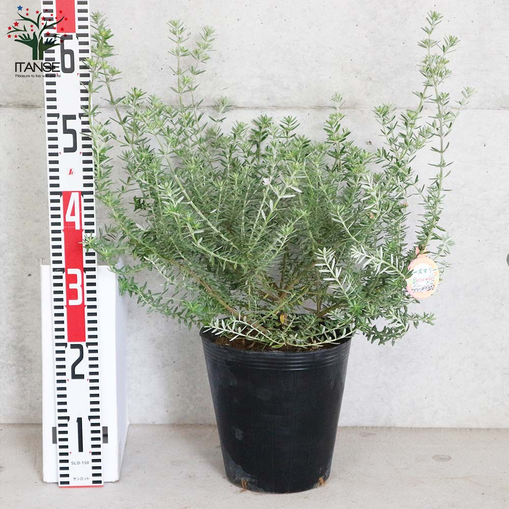 ウエストリンギア/ 979 ウエストリンギア 白花品種【庭木 7号ポット大苗／1個売り】｜ 【植物