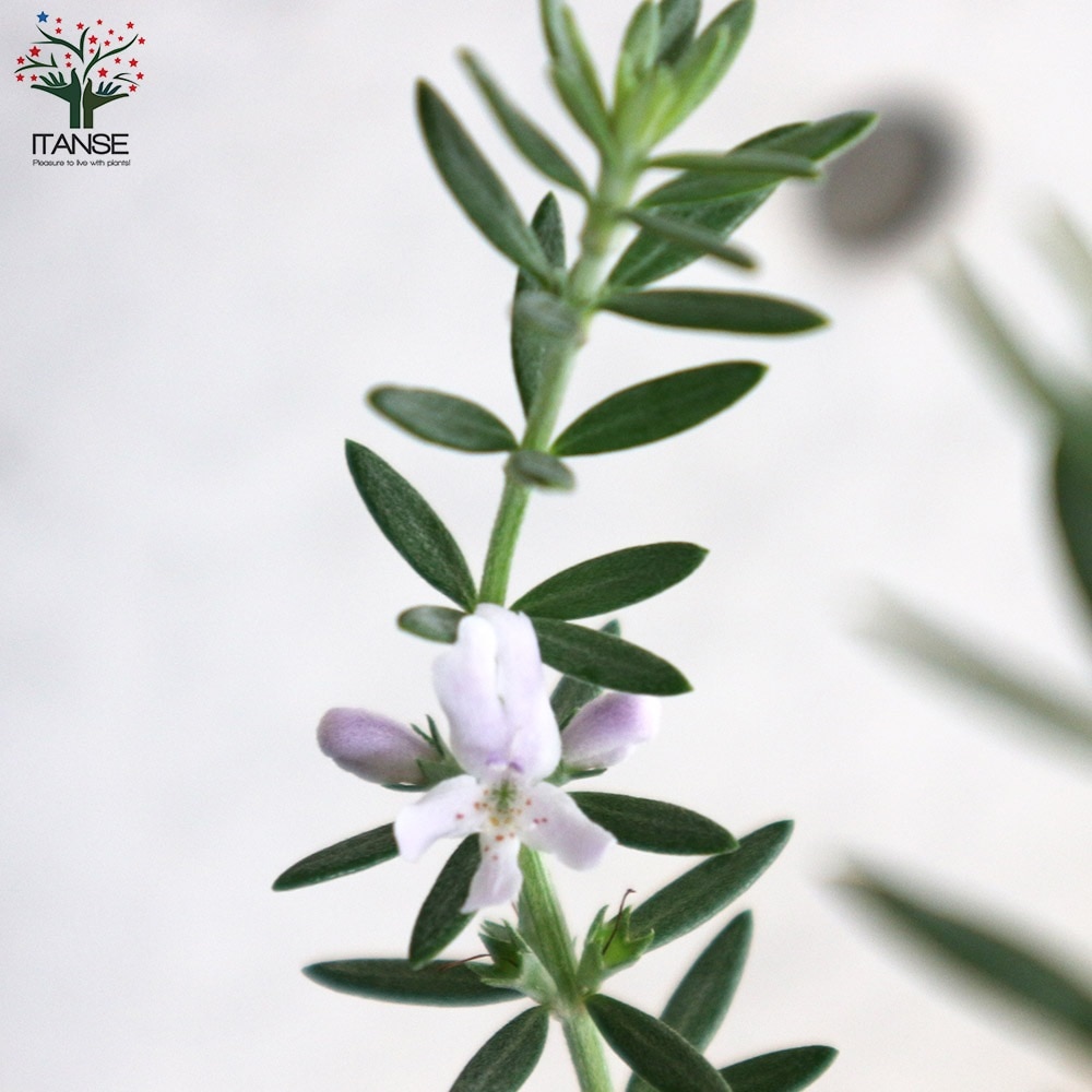 ウエストリンギア 白花品種【庭木 7号ポット大苗／1個売り】｜ 【植物