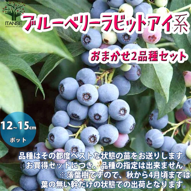 ブルーベリー｜【植物のITANSE】全品送料無料・即出荷!