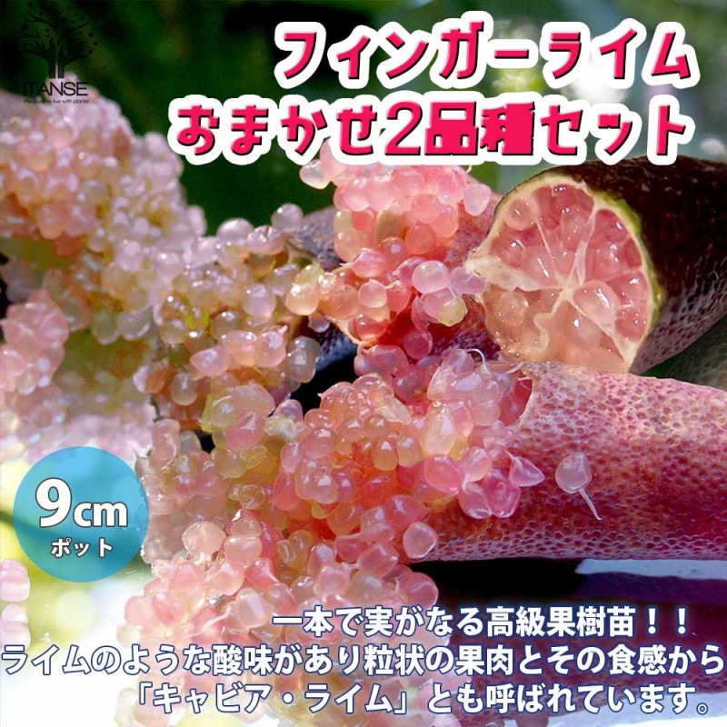 フィンガーライム クリムゾンタイド 【果樹の苗木 4.5号ポット／1個