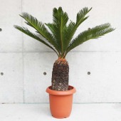 ソテツ 【観葉植物 8号鉢大苗／1個売り】|観葉植物