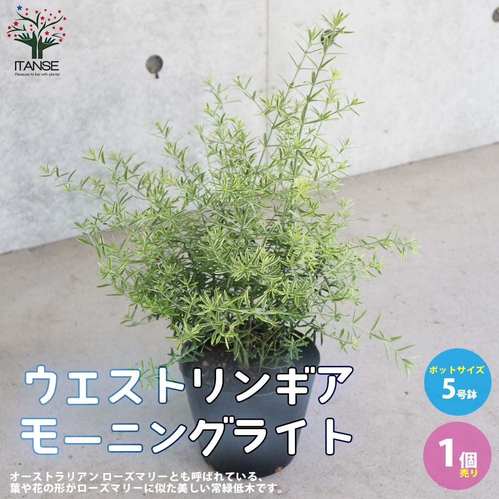 初心者でも簡単！ウエストリンギアの育て方とおすすめ品種 – 野菜苗