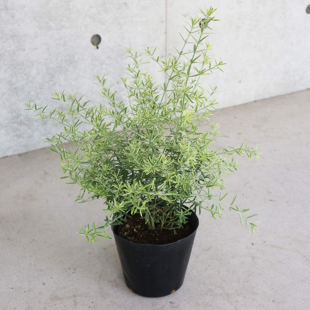 ウエストリンギア・モーニングライト【庭木 5号鉢／1個売り】