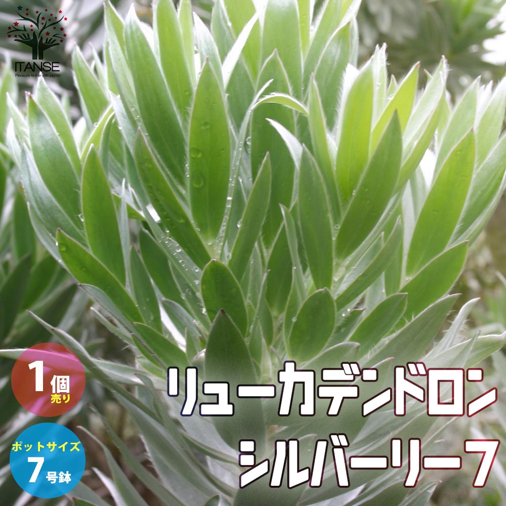 リューカデンドロン・シルバーリーフ【庭木 7号鉢大苗／1個売り】