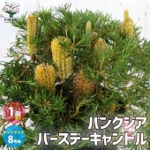 バンクシア・スピヌロサ・バースデーキャンドル【庭木 8号鉢大苗／1個売り】|植木・花木