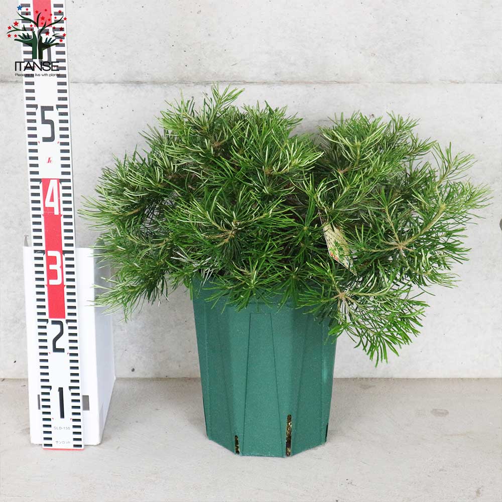 バンクシア・スピヌロサ・バースデーキャンドル【庭木 8号鉢大苗／1個