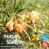 グレビレア・ジュビリー【庭木 7号鉢大苗／1個売り】|植木・花木