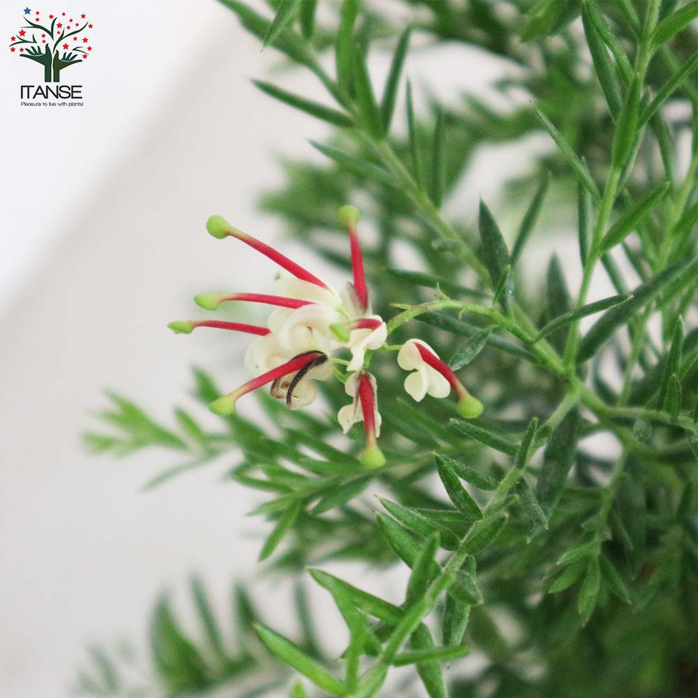 グレビレア・ジュビリー【庭木 7号鉢大苗／1個売り】｜ 【植物の