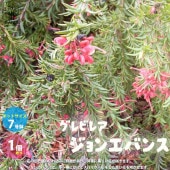 グレビレア・ジョンエバンス【庭木 7号大苗 Mサイズ黒ポット／1個売り】|植木・花木