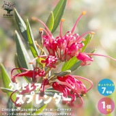 グレビレア・スプレンダー【庭木 7号鉢大苗／1個売り】|植木・花木