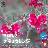グレビレア・ブラックレンジ【庭木 7号鉢大苗／1個売り】|植木・花木