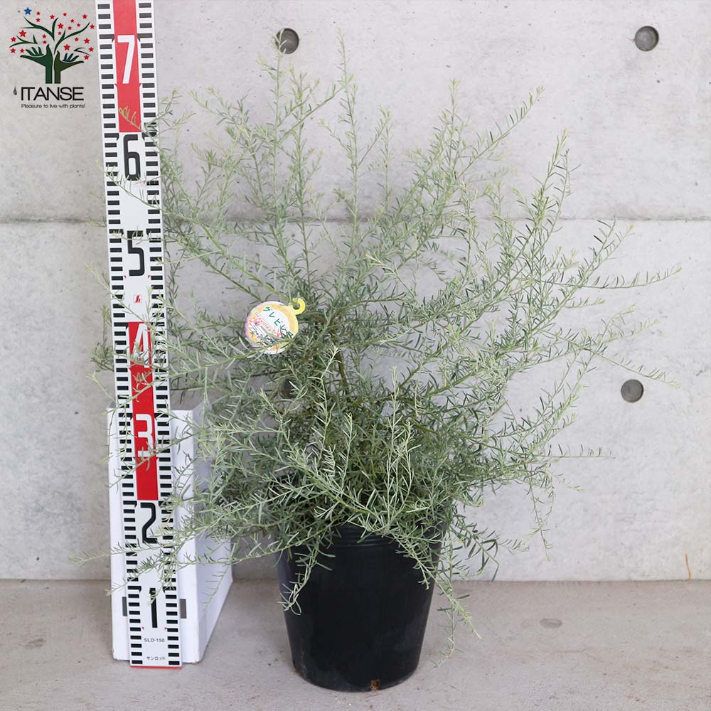 シルバー グレビレア アイバンホー 根付き鉢物大株 高さ1.3m 8号鉢 シルバー グレビレア アイバンホー 根付き鉢物大株 高さ1.3m 8号鉢