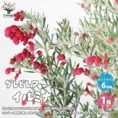 グレビレア・イルミナ 【庭木 6号 黒鉢Mサイズ／1個売り】|植木・花木