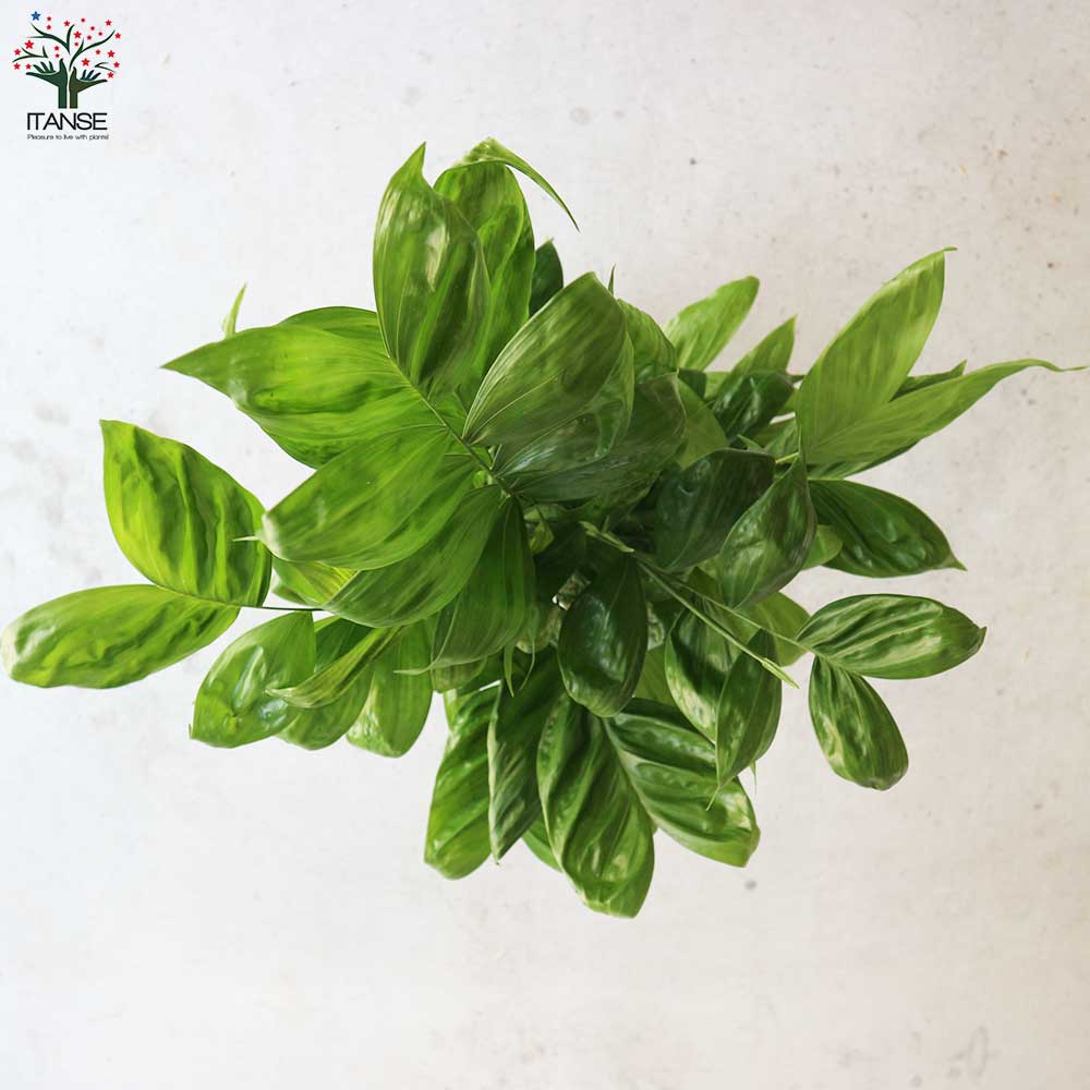 8月入荷 100粒+ チャメドレア ラディカリス 種 種子 証明書あり2206 8月入荷 100粒+ チャメドレア ラディカリス 種 種子 証明書あり2206