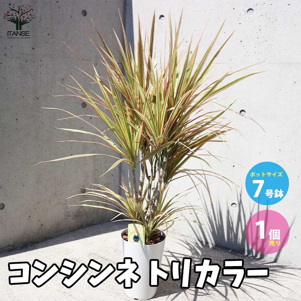 コンシンネ トリカラー【観葉植物 7号鉢／1個売り】