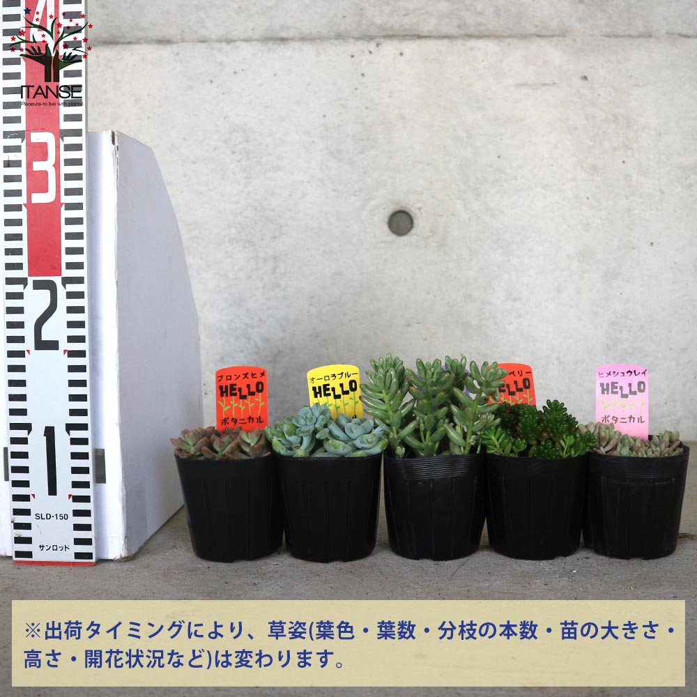 Eセット 【セット内容：ヒメシュウレイ、セダム オーロラ、セダム