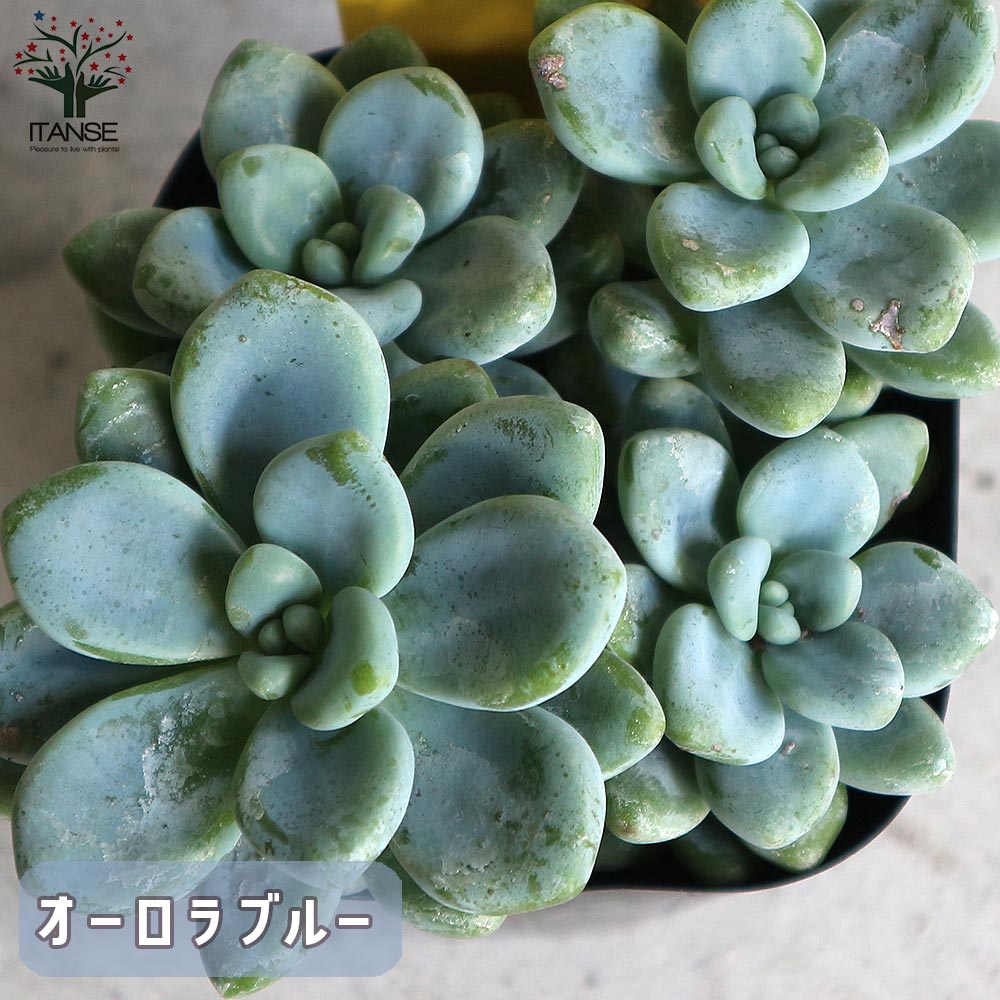 Eセット 【セット内容：ヒメシュウレイ、セダム オーロラ、セダム