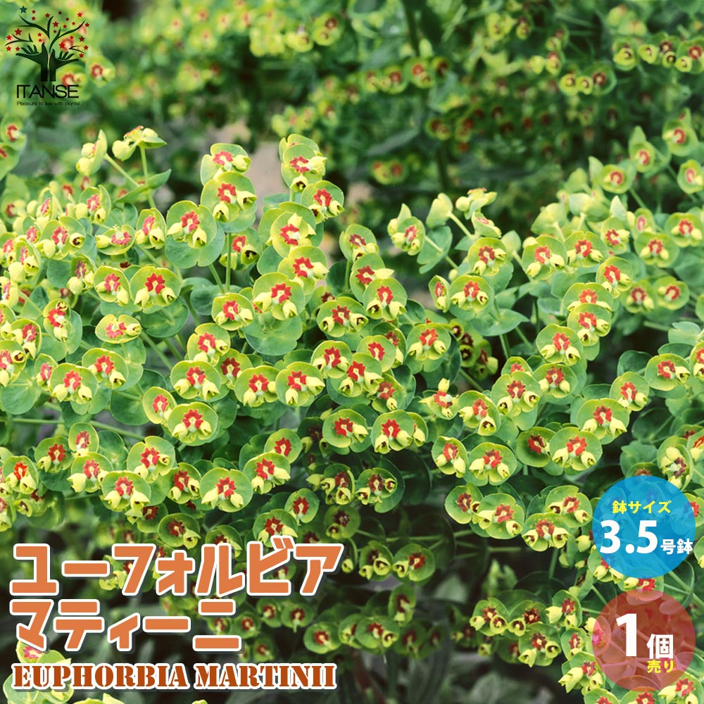 SW3スモークツリー白花接木高さ90cm6号鉢物大苗マロンホワイト
