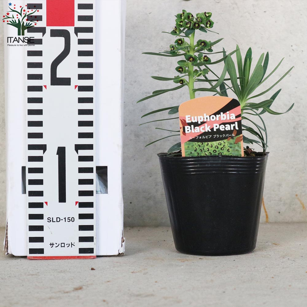 ユーフォルビア ブラックパール【花苗 3.5号黒ポット苗 多年草／1個